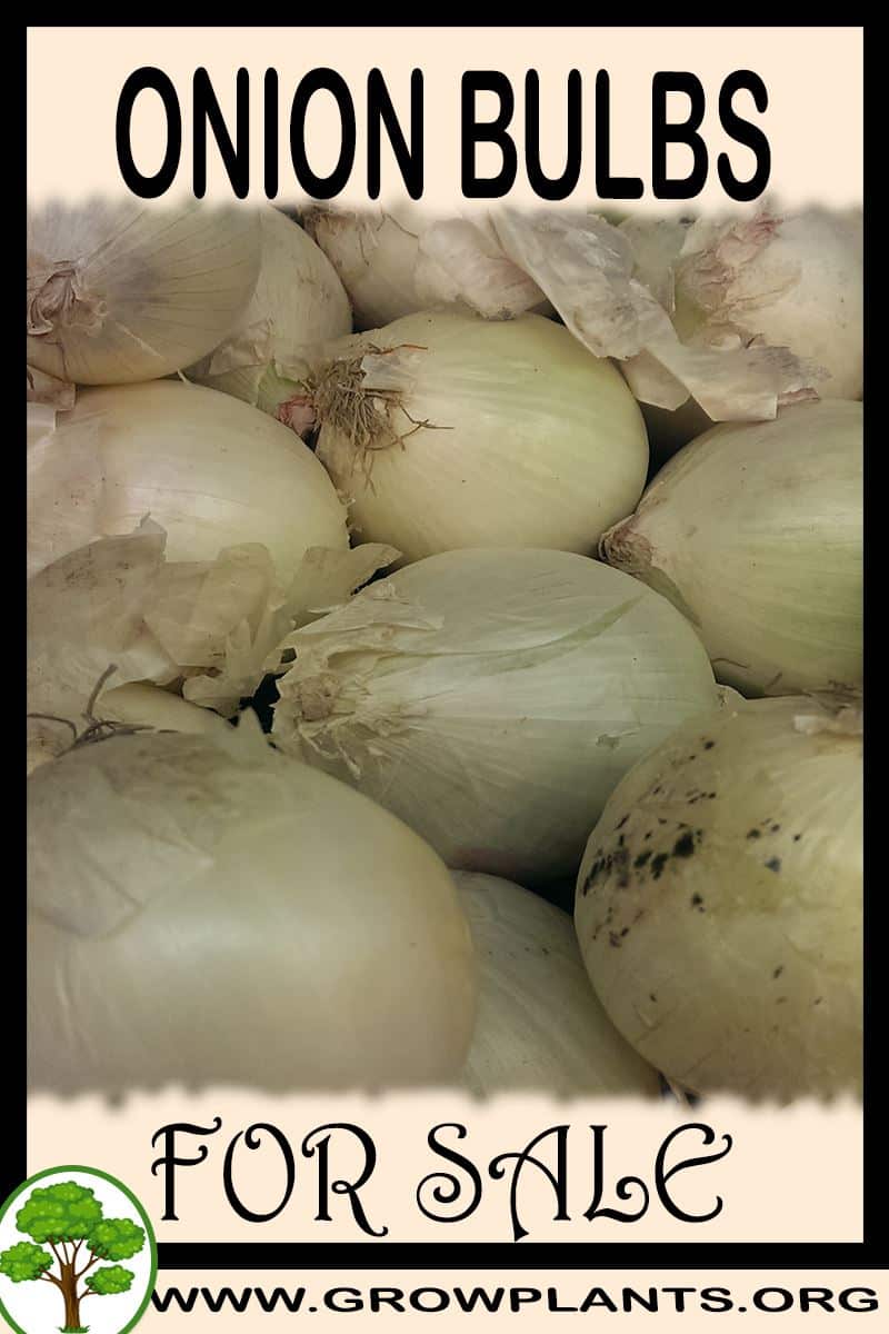 Onion bulbs for sale