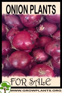 Onion plants for sale