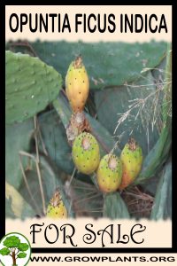 Opuntia ficus indica for sale