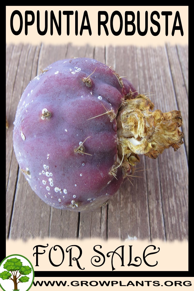 Opuntia robusta for sale