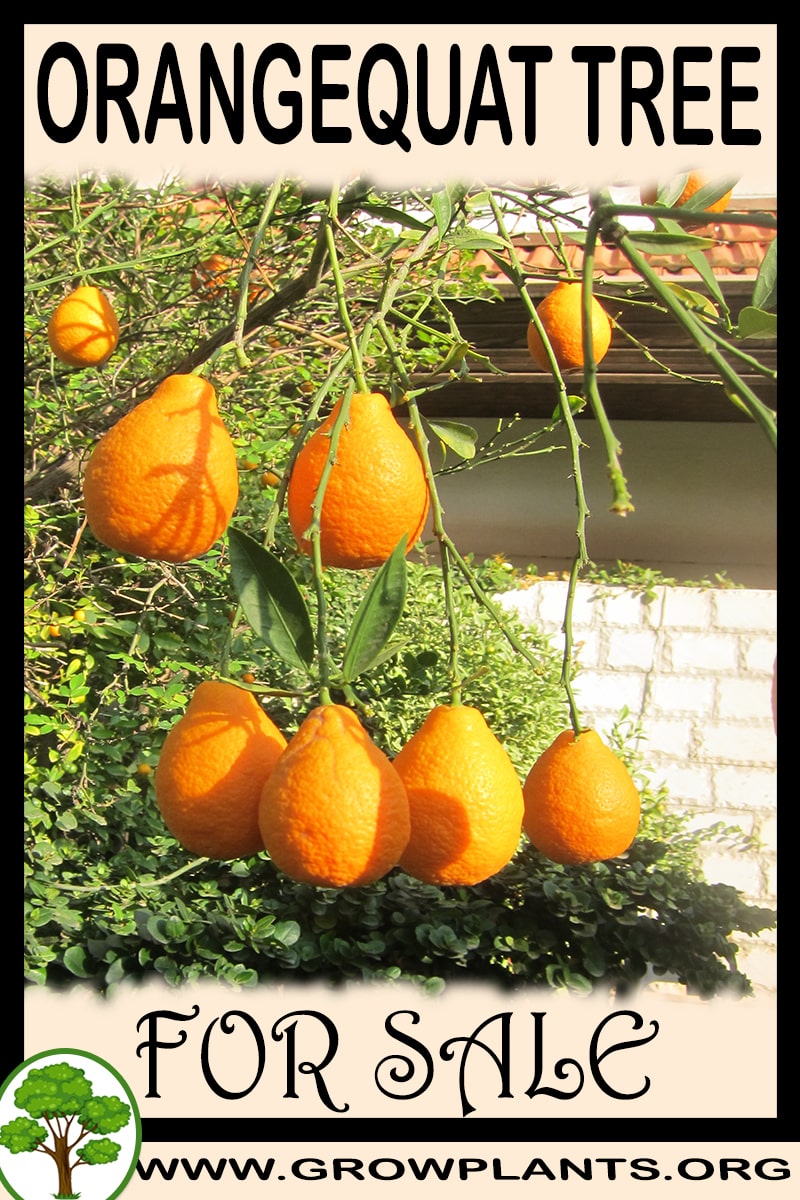 Orangequat tree for sale
