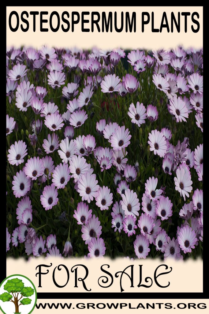 Osteospermum plants for sale