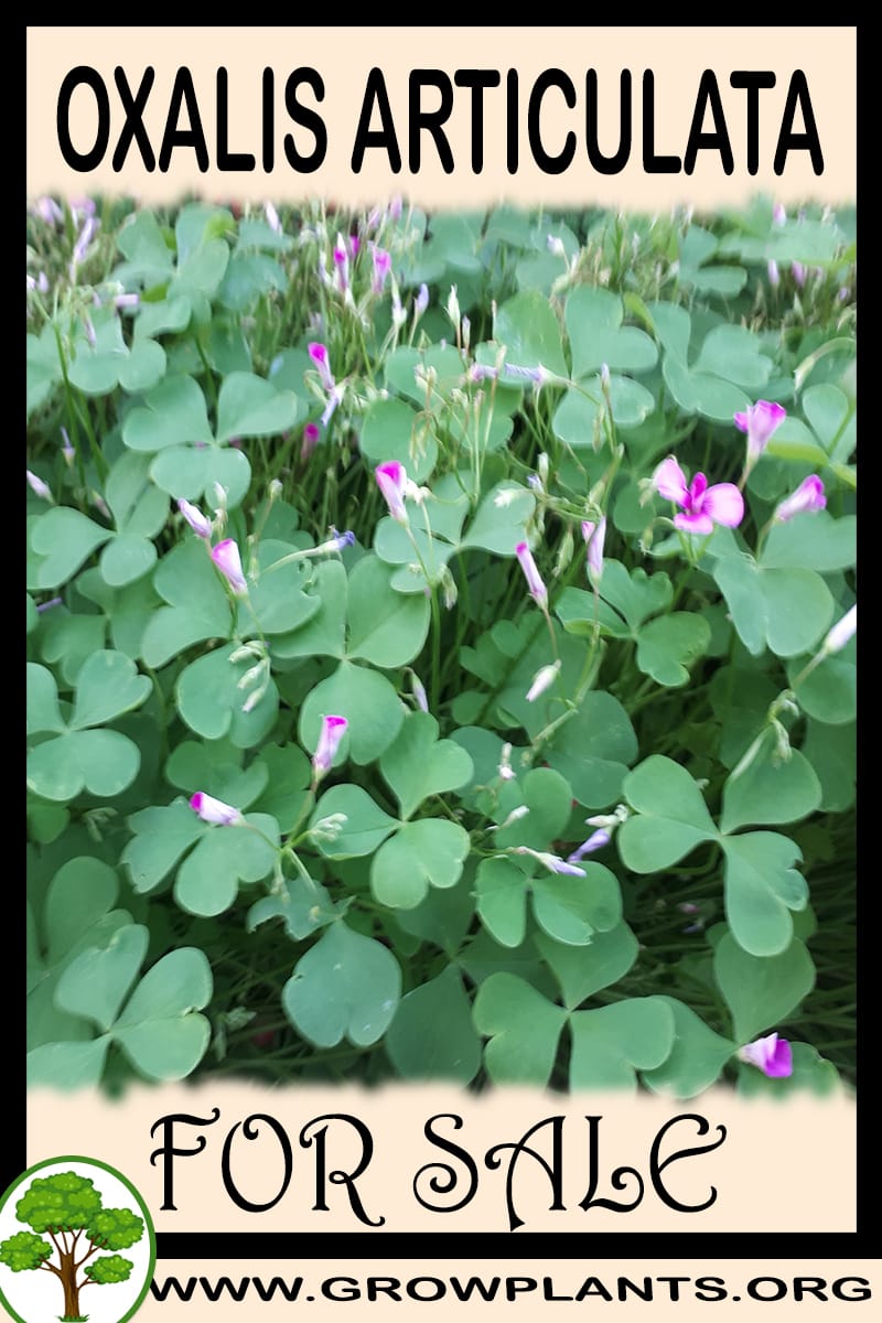 Oxalis articulata for sale
