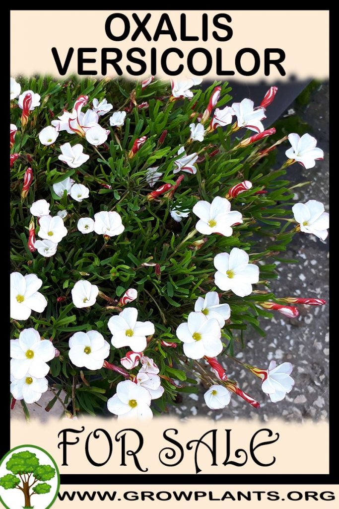 Oxalis versicolor for sale