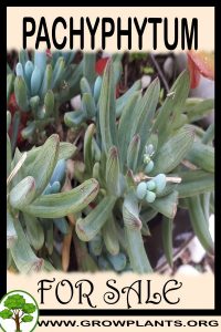Pachyphytum for sale