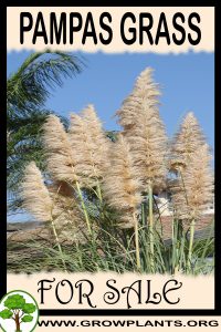 Pampas grass for sale