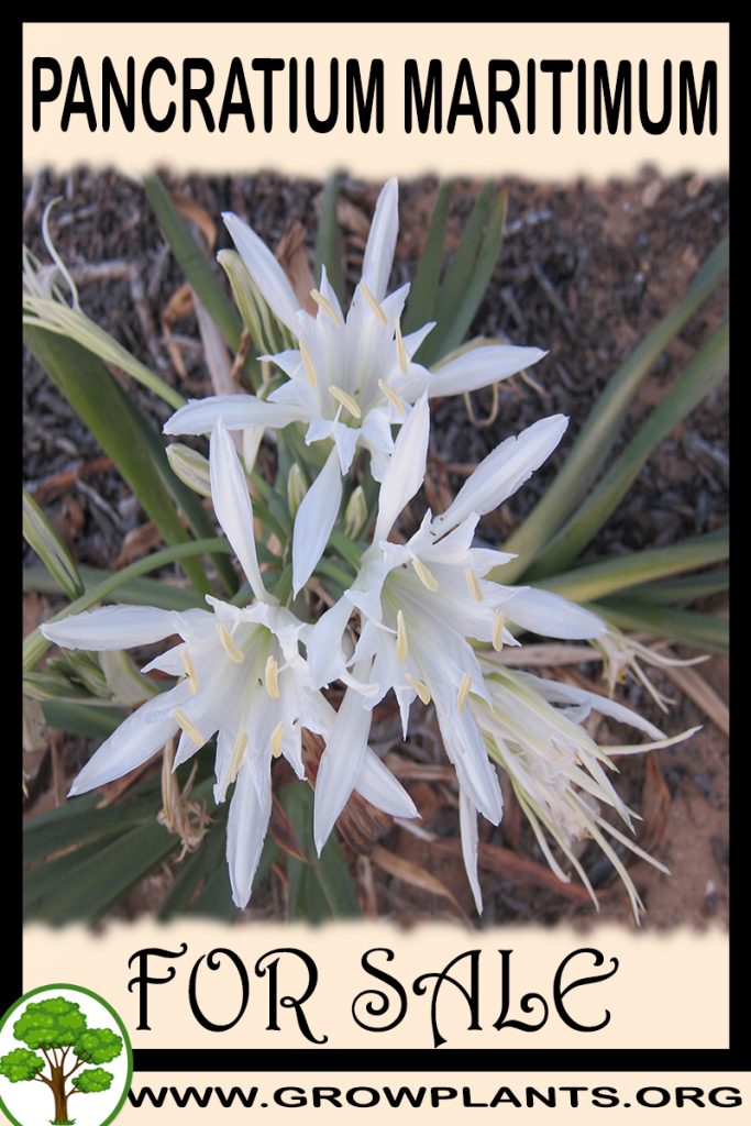 Pancratium maritimum for sale