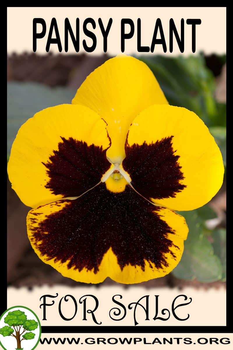 Pansy for sale