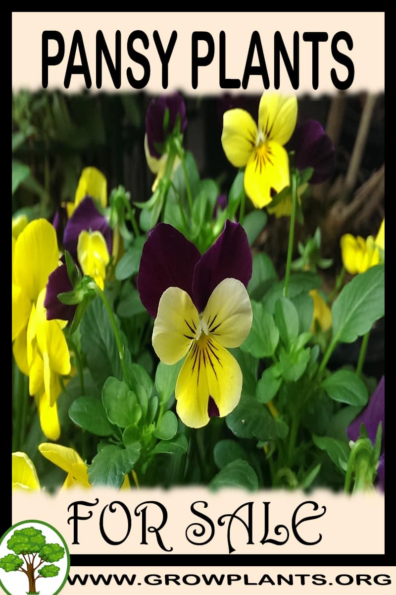 Pansy plants for sale