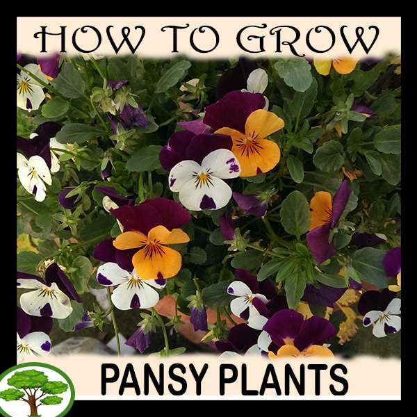 Pansy plants - all need to know
