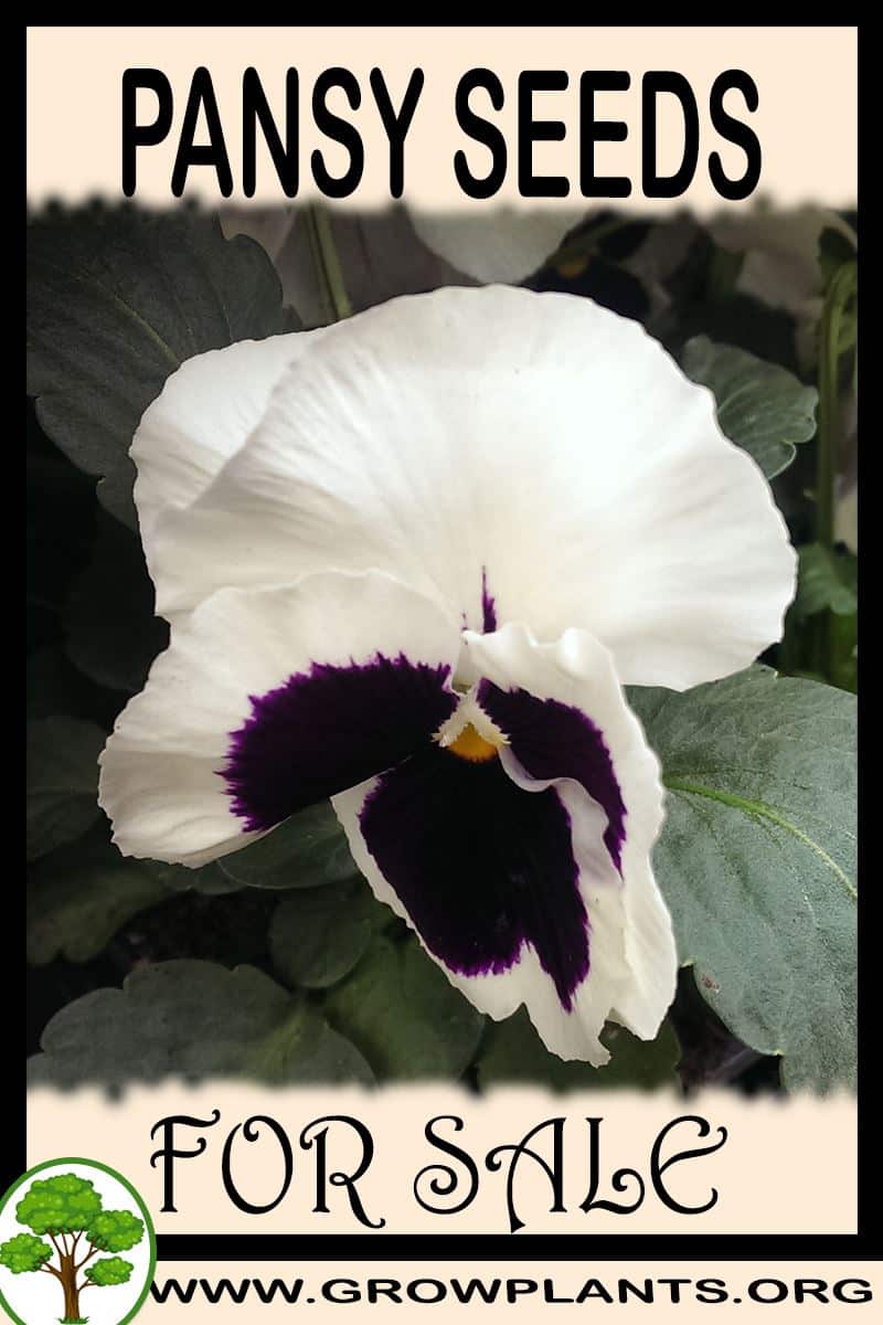 Pansy seeds for sale