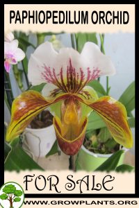Paphiopedilum orchid for sale