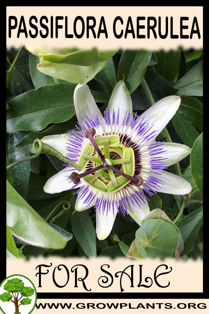 Passiflora caerulea for sale