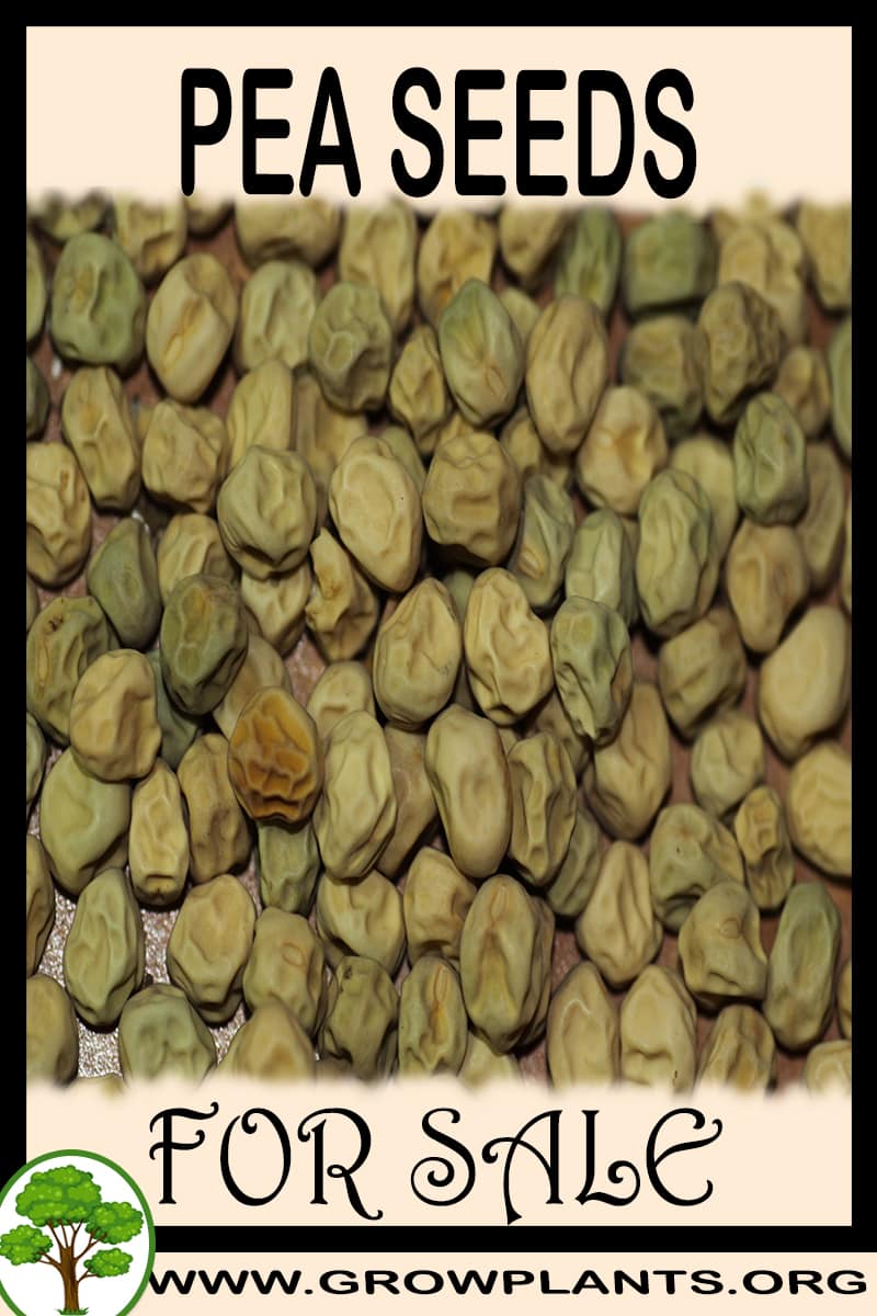 Pea seeds for sale