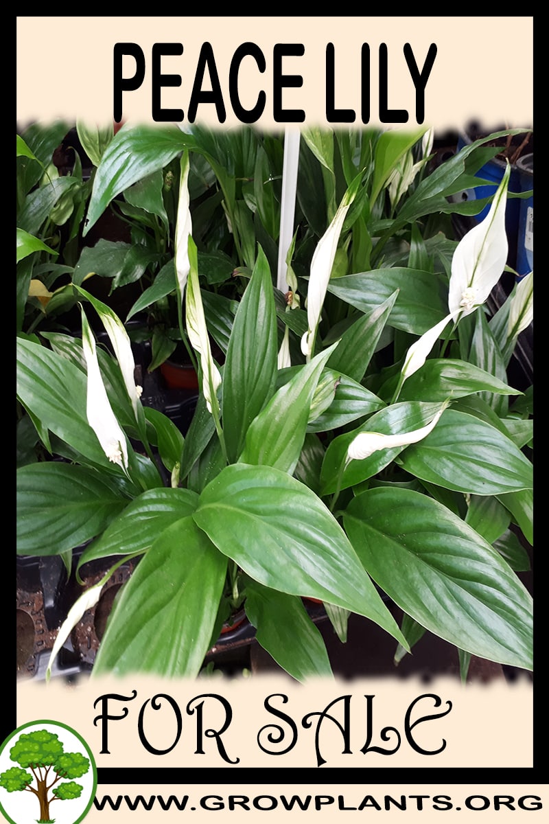 Peace lily for sale