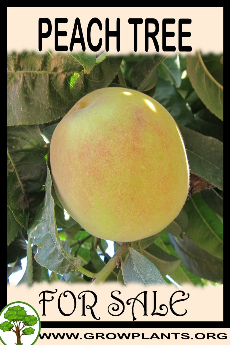 Peach tree for sale