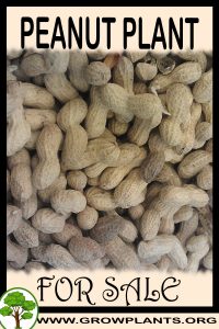 Peanut plant for sale