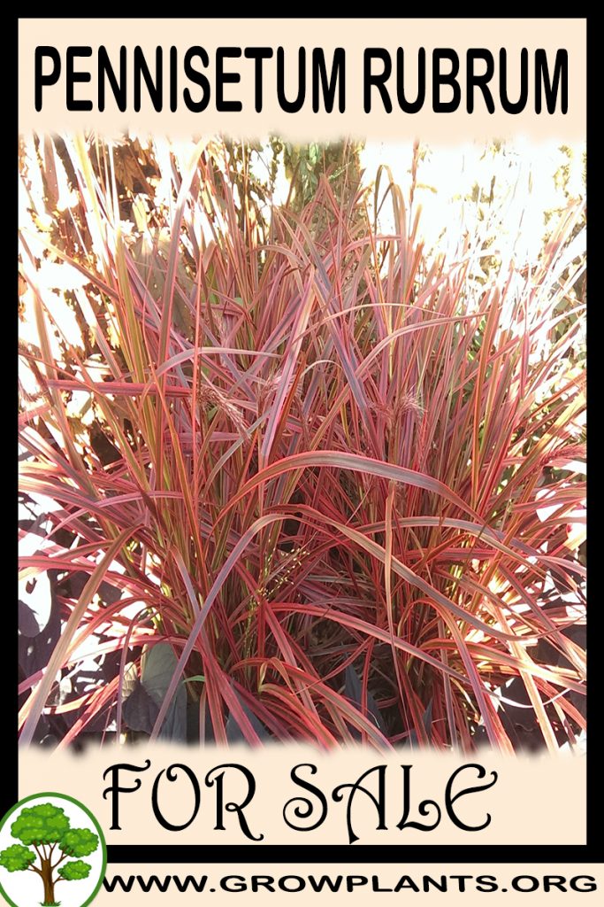Pennisetum rubrum for sale
