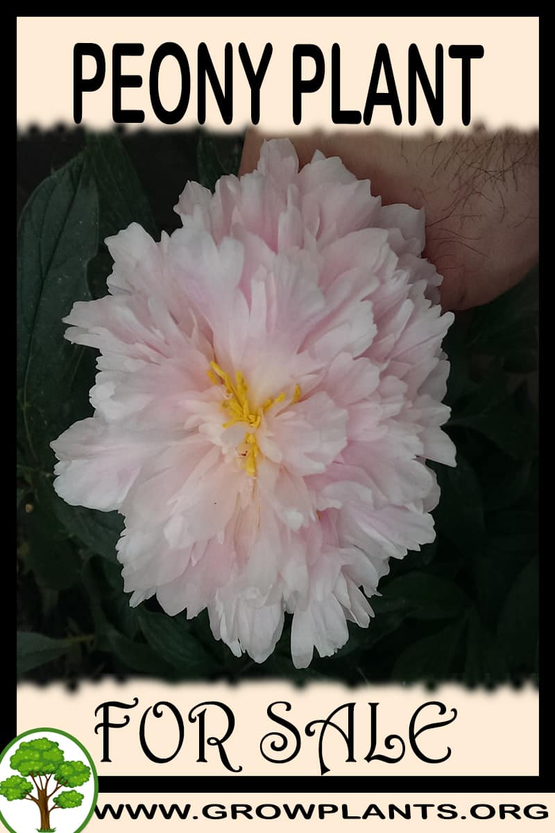 Peony for Sale