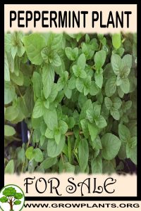 Peppermint plant for sale