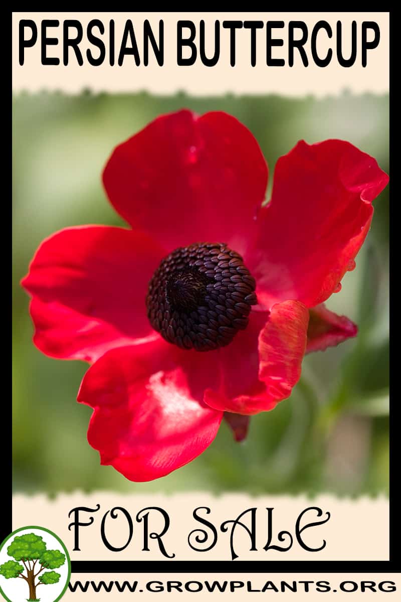 Persian buttercup for sale