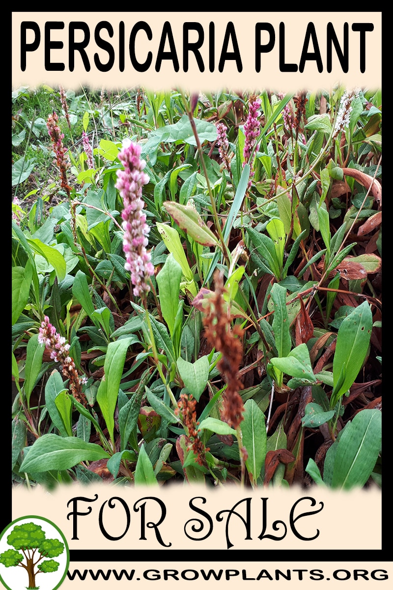 Persicaria for sale