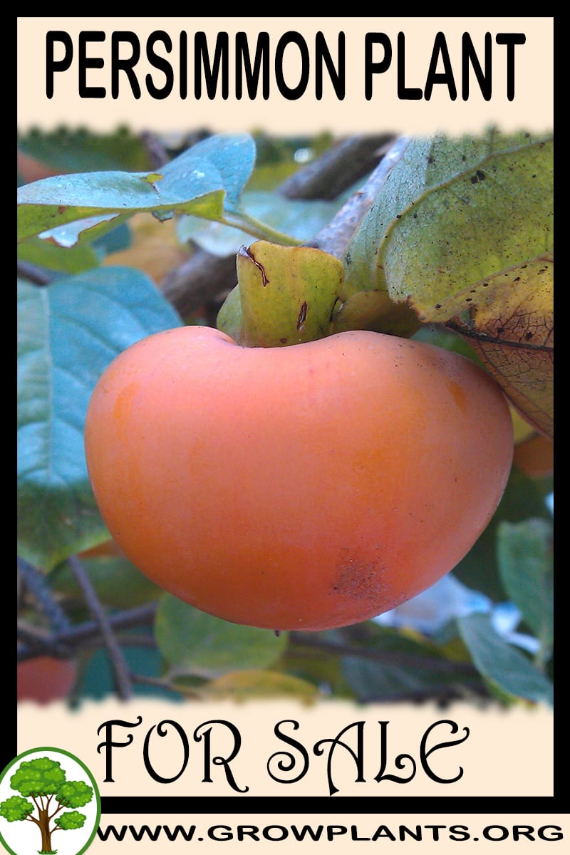 Persimmon plant for sale
