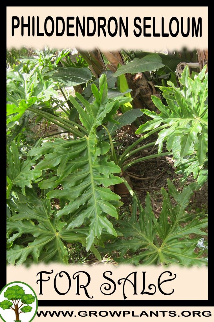 Philodendron selloum for sale
