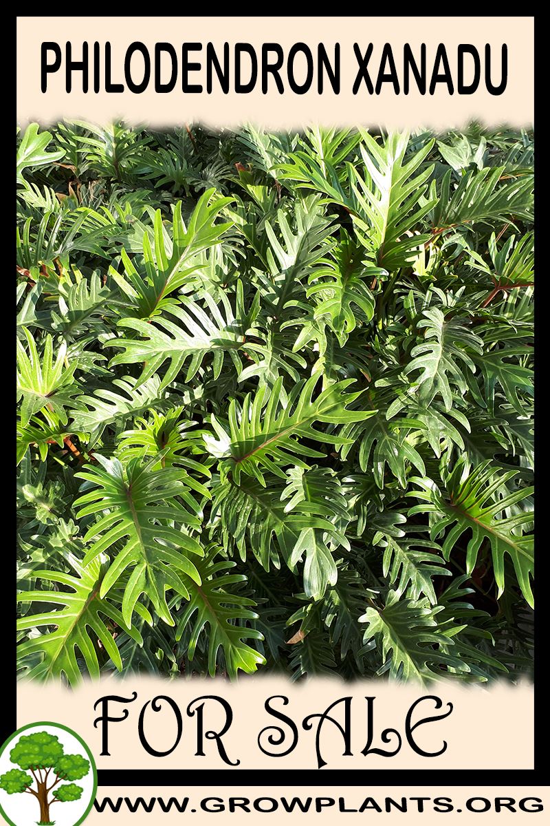 Philodendron xanadu for sale