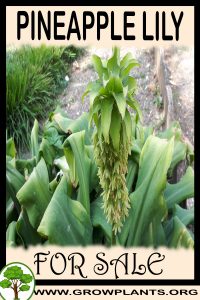 Pineapple lily for sale