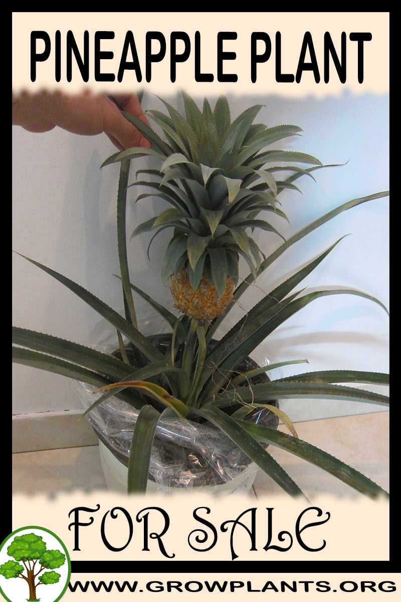 Pineapple plant for sale