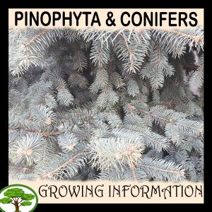 Pinophyta & Conifers