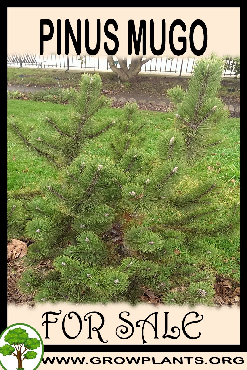 Pinus mugo for sale