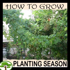 Planting season - all need to know