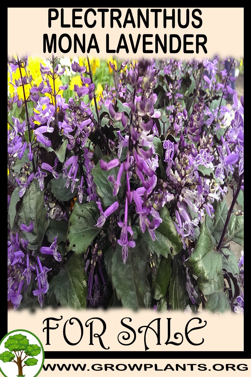 Plectranthus mona lavender for sale