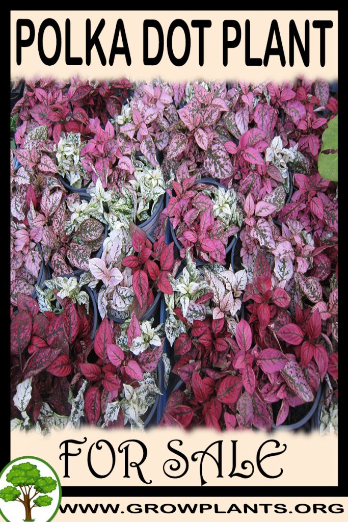 Polka dot plant for sale