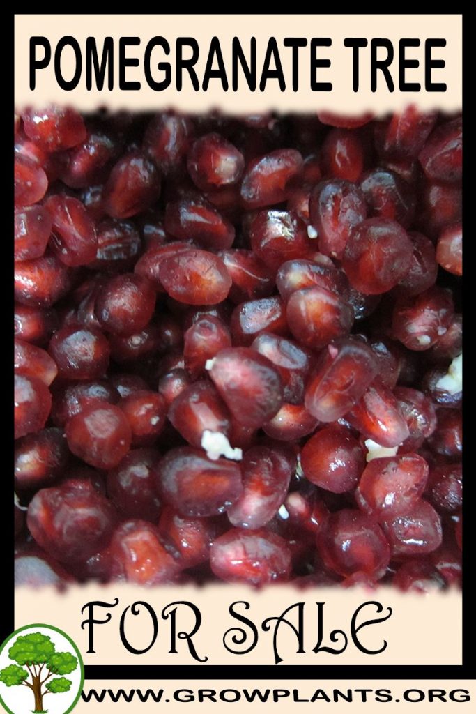 Pomegranate tree for sale