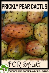 Prickly pear cactus for sale