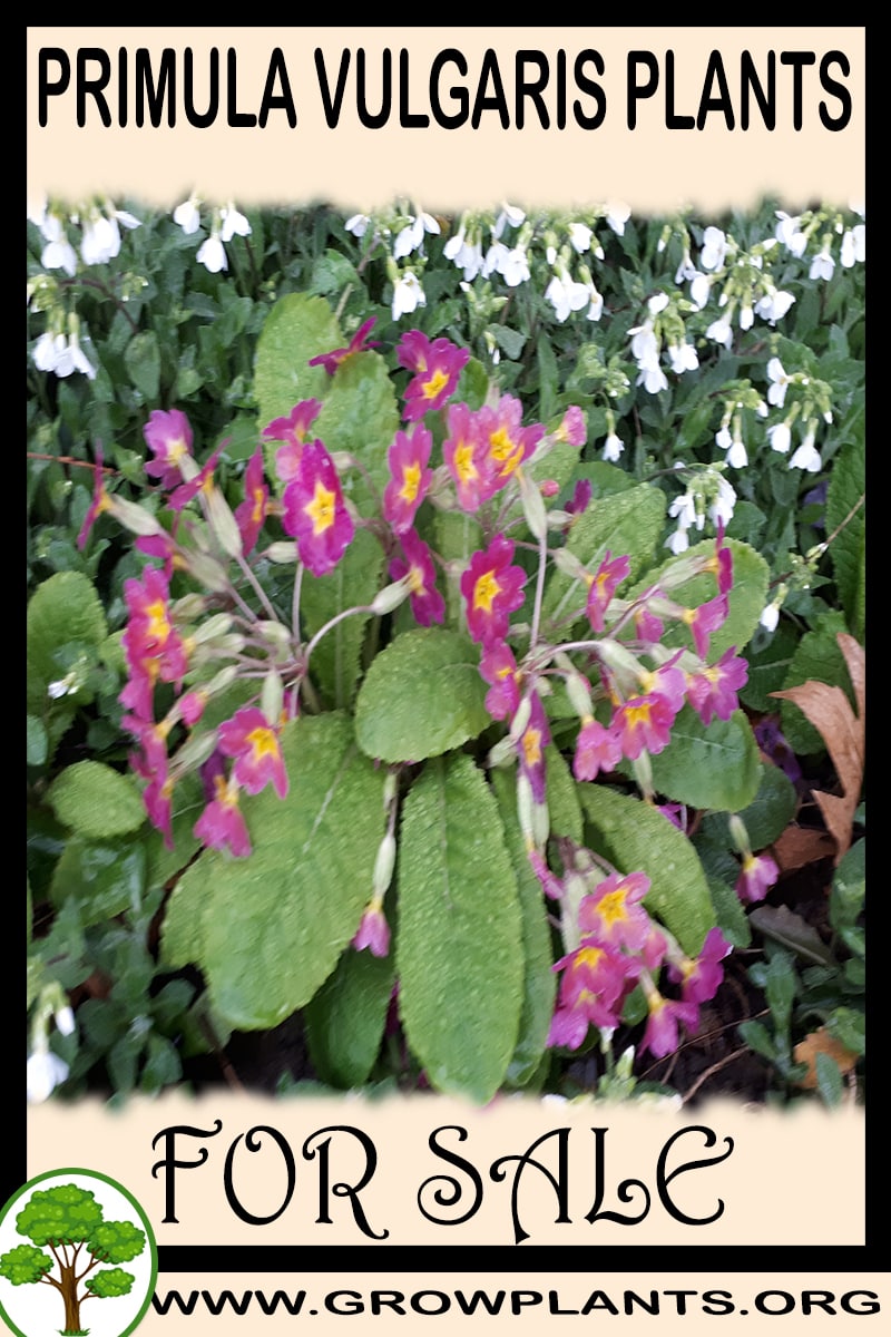 Primula vulgaris plants for sale