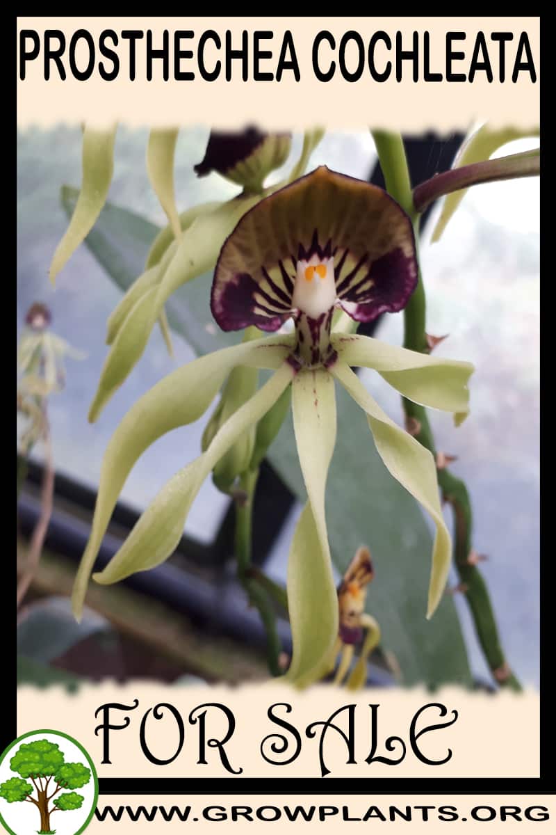Prosthechea cochleata for sale