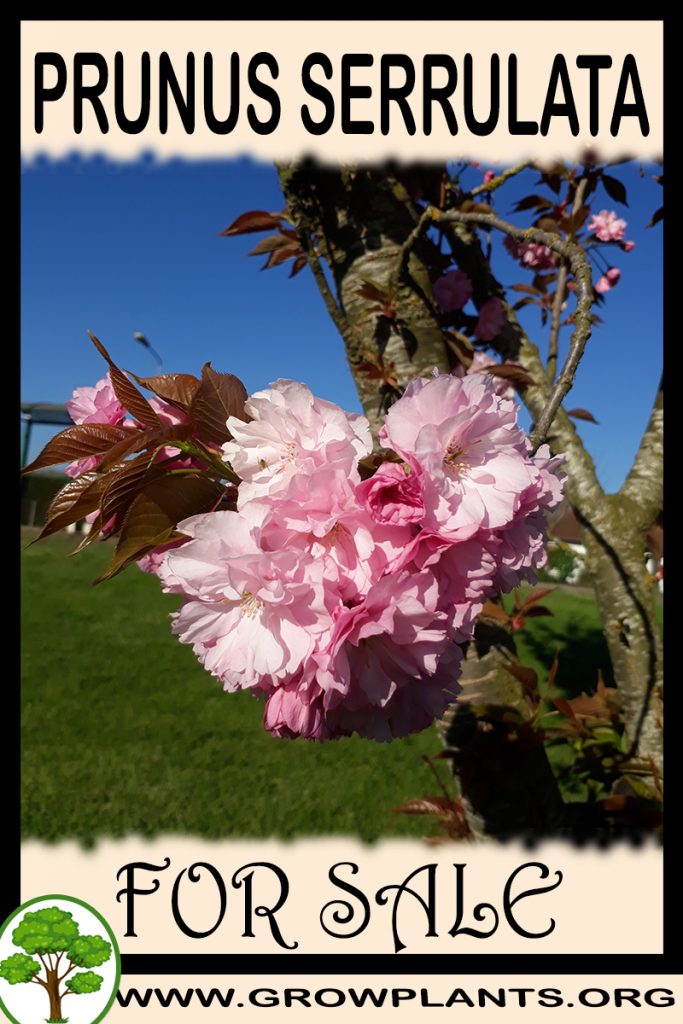 Prunus serrulata for sale