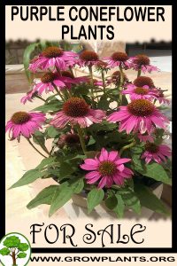 Purple Coneflower plants for sale