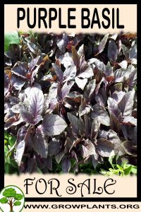 Purple basil for sale