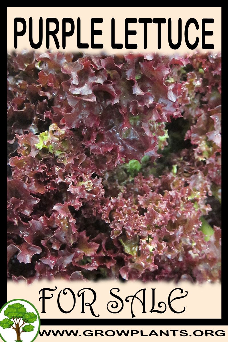 Purple lettuce for sale