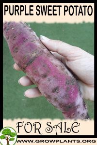 Purple sweet potato for sale