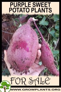 Purple sweet potato plants for sale