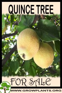 Quince tree for sale