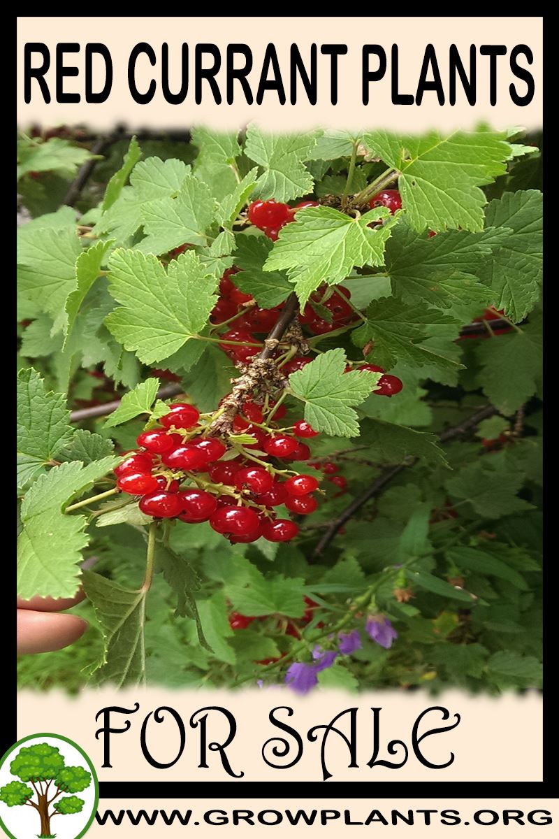 Red currant plants for sale