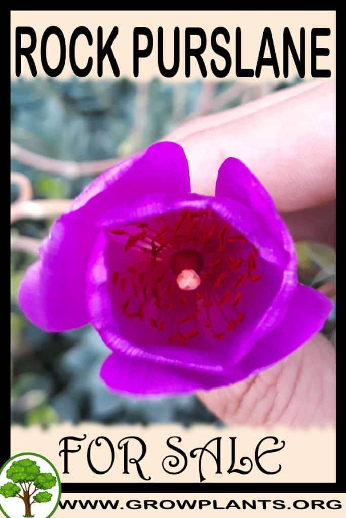 Rock purslane for sale