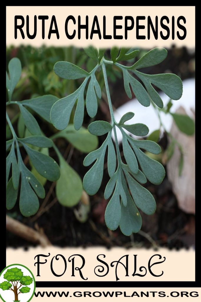 Ruta chalepensis for sale